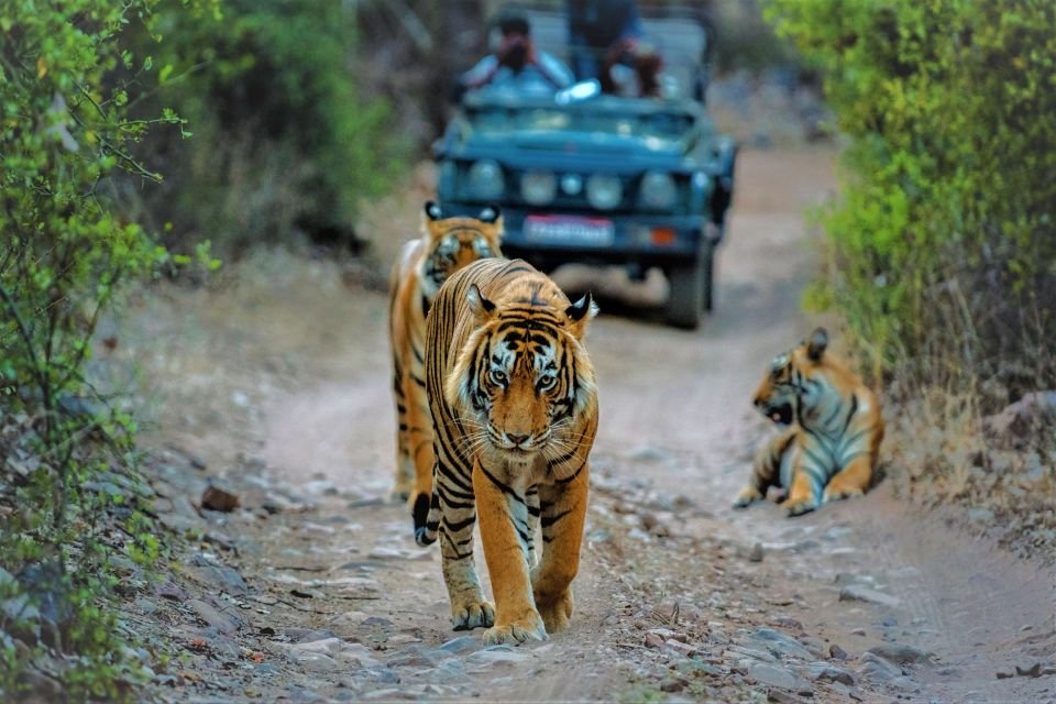 Corbett National Park Jeep Safari