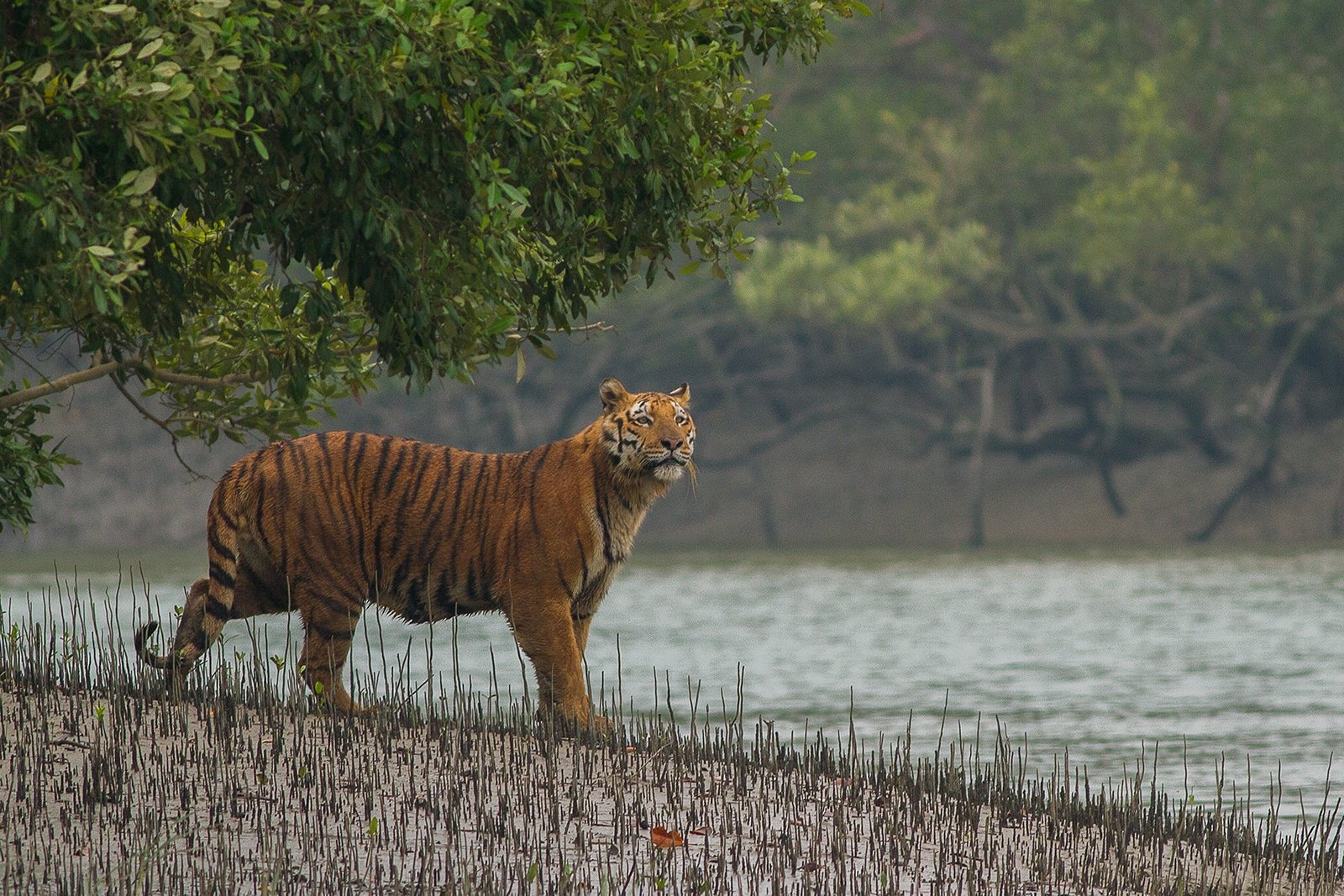 Sundarban Tour Package